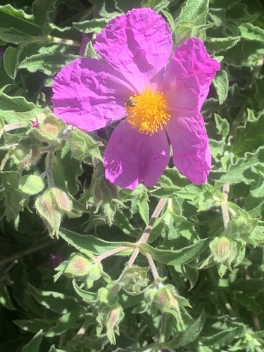 iNaturalist observation photo of Hoary Rock-rose
