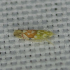 Erythroneura reflecta