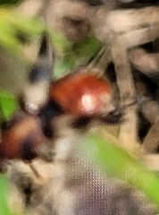 Macrosiagon octomaculata