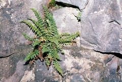 Asplenium fontanum fontanum