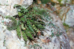 Asplenium fontanum fontanum
