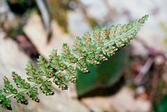 Asplenium fontanum fontanum