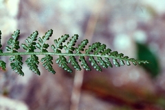 Asplenium fontanum fontanum