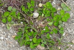 Medicago arabica