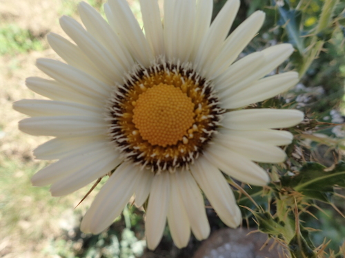 Image of Berkheya cirsiifolia by no rights reserved