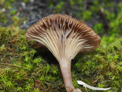 Clitocybe lituus