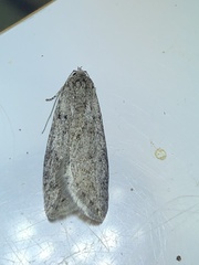 Semioscopis inornata