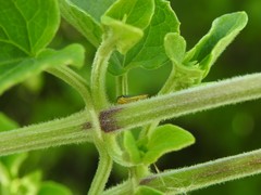Bucephalogonia xanthophis