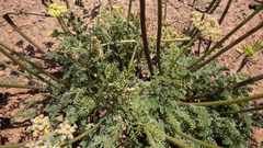 Lomatium mohavense