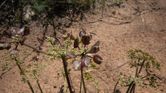Lomatium mohavense