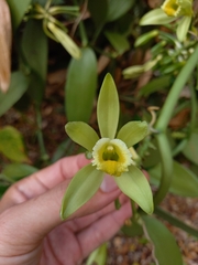 Vanilla planifolia