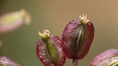 Lomatium mohavense