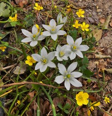 Ornithogalum fimbriatum