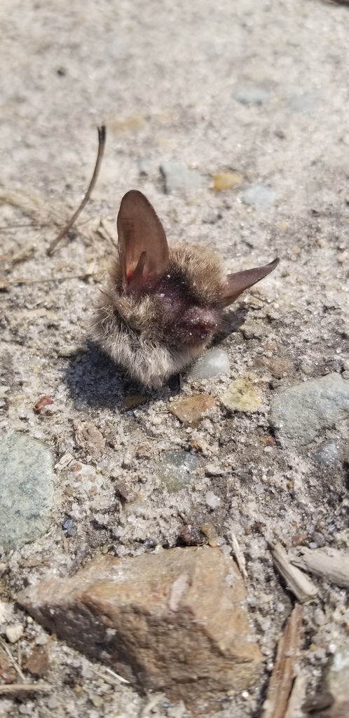 Northern Myotis in April 2022 by ksmith2020. Head and wing found while ...