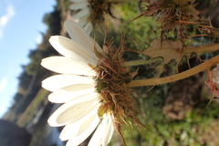 Berkheya cirsiifolia image
