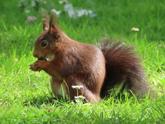 Sciurus vulgaris