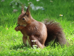 Sciurus vulgaris