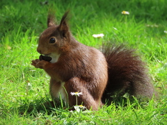 Sciurus vulgaris