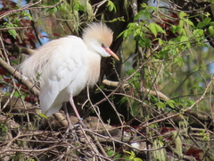 Bubulcus ibis