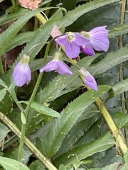 Oxalis
