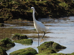 Egretta garzetta