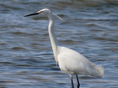 Egretta garzetta
