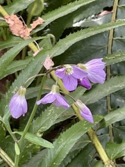 Oxalis
