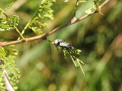 Hadromeropsis argentinensis