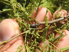 Hadromeropsis argentinensis