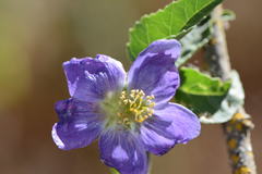 Robinsonella cordata