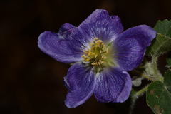 Robinsonella cordata