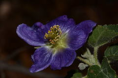 Robinsonella cordata