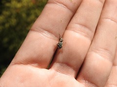 Hadromeropsis argentinensis