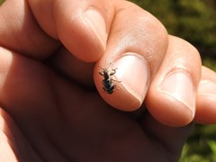 Hadromeropsis argentinensis