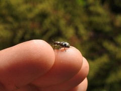 Hadromeropsis argentinensis