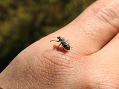 Hadromeropsis argentinensis