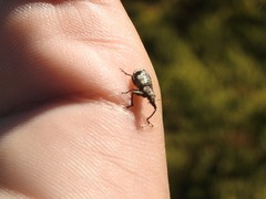 Hadromeropsis argentinensis