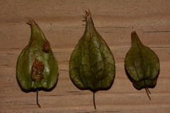 Physalis aggregata