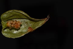 Physalis aggregata