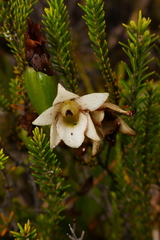 Angraecum bracteosum