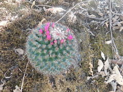 Mammillaria rhodantha fera-rubra
