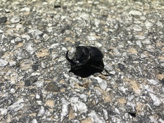 Copris hispanus hispanus