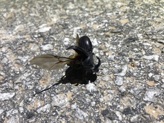 Copris hispanus hispanus