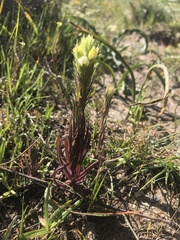 Castilleja rubicundula