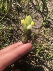Castilleja rubicundula