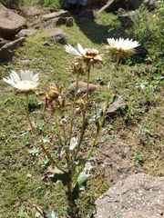 Image of Berkheya cirsiifolia