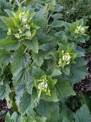 Scrophularia vernalis