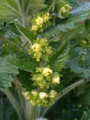 Scrophularia vernalis