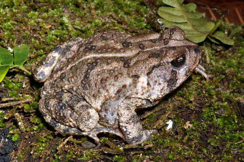 Fowler's Toad (Frogs and Toads of Virginia) · iNaturalist