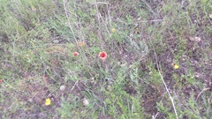 Gaillardia pulchella